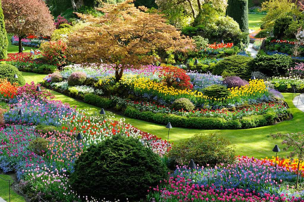 national historical site butchart garden in spring, victoria, british columbia, canada
