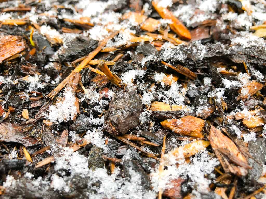 Mulch background snowy with snow covered by snow close up photo winter cold weather gardening hobby garden care frozen