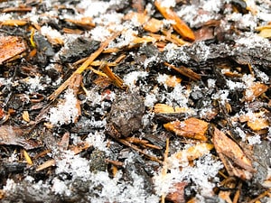 Mulching in the Winter: Should You Do It? Picture