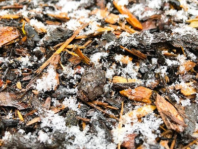 A Mulching in the Winter: Should You Do It?