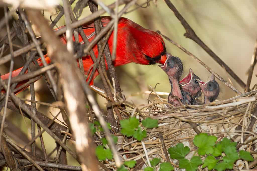 Northern cardinal, cardinalis cardinalis feeding babies chicks, Agnieszka Bacal.