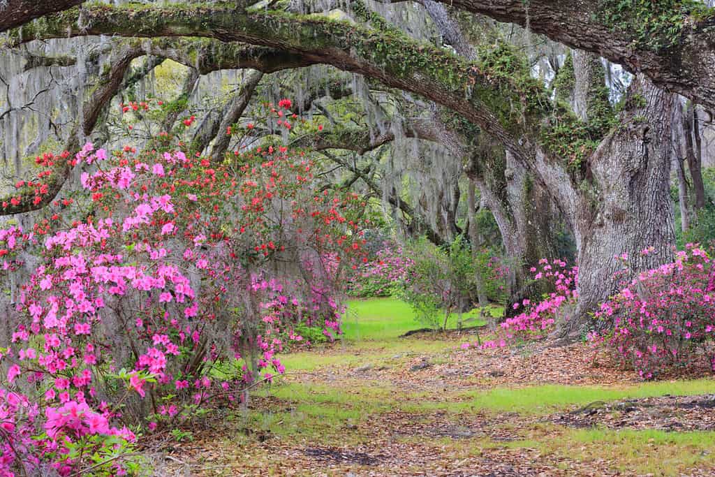 Azaleas are one of the few plants that do well under oak trees.