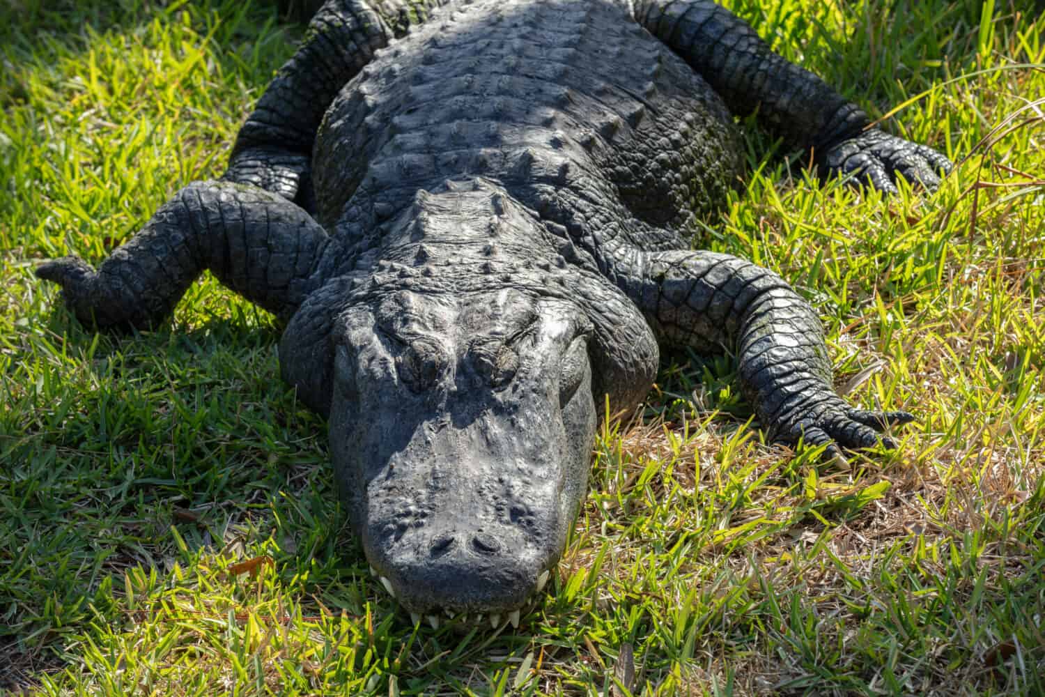 massive alligator napping with a toothy grin