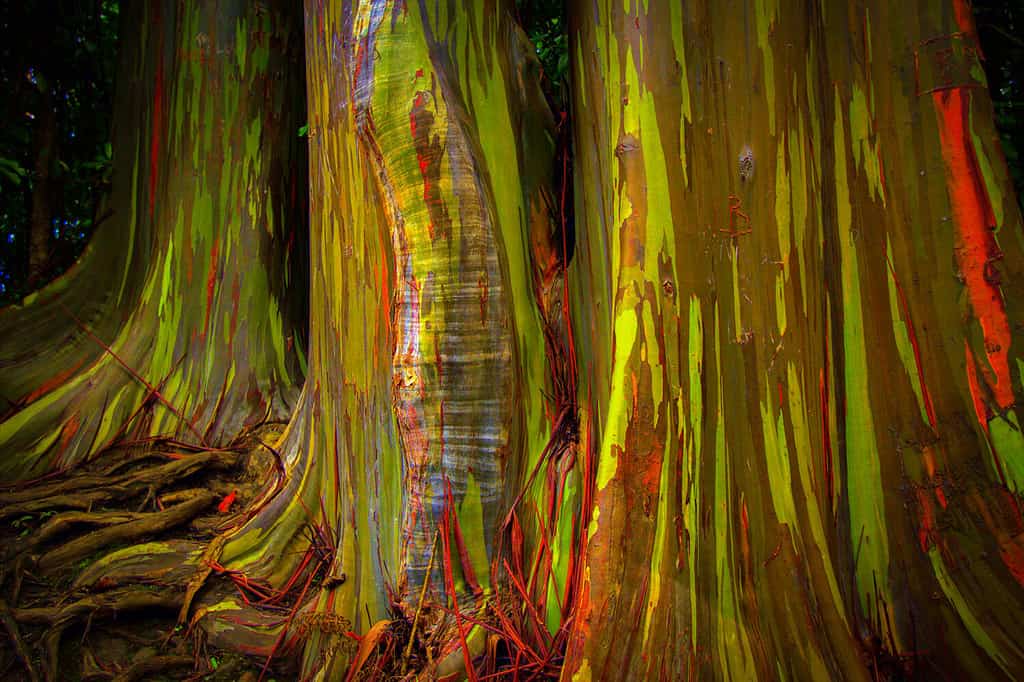 Rainbow eucalyptus on Maui