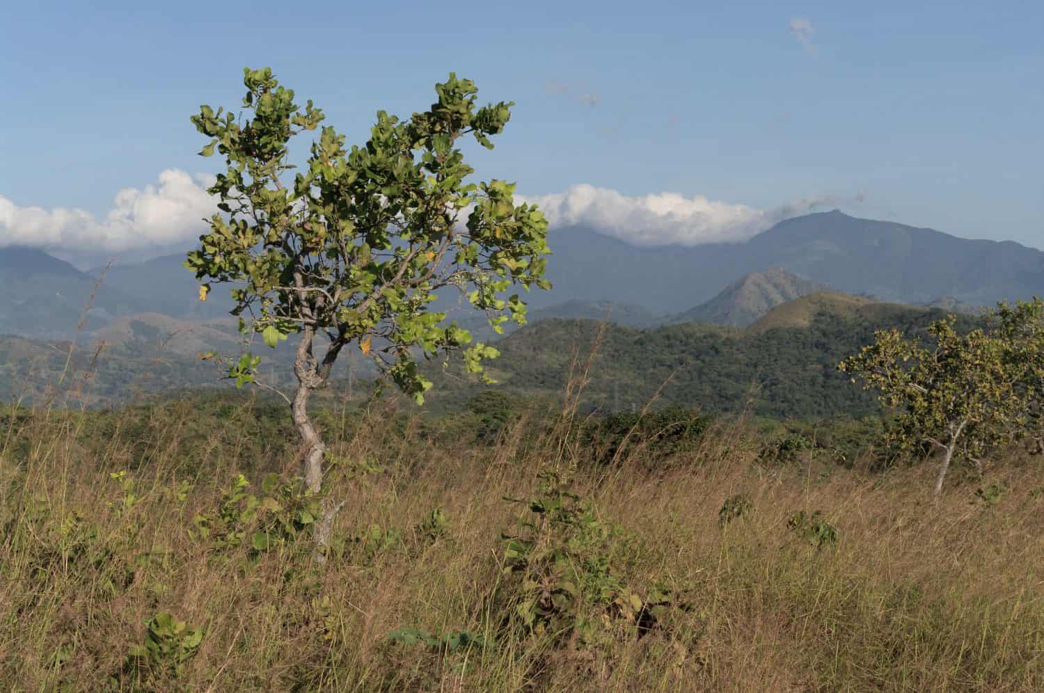 Image taken in western Panama showing a Curatella americana tree in the foreground. The plant is known as 'chumico in Panama.