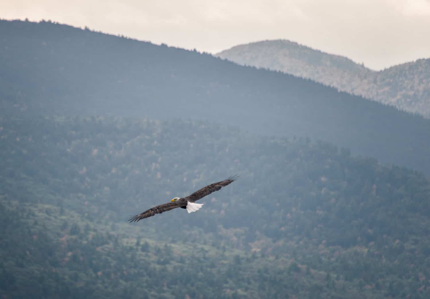 bald eagle flying over the lake george
