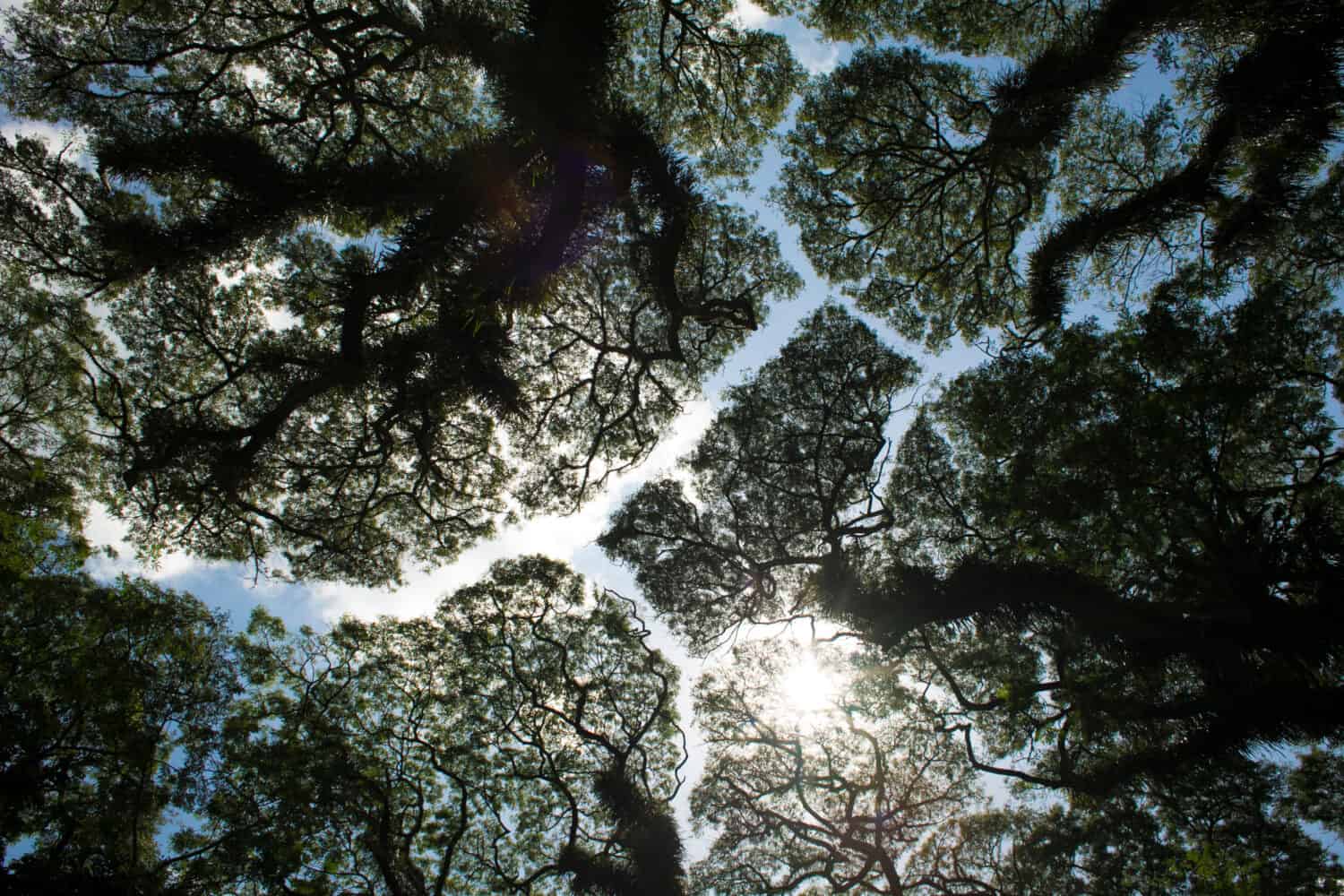 Crown Shyness - Unique Tree in De Djawatan Forest, Banyuwangi - Indonesia
