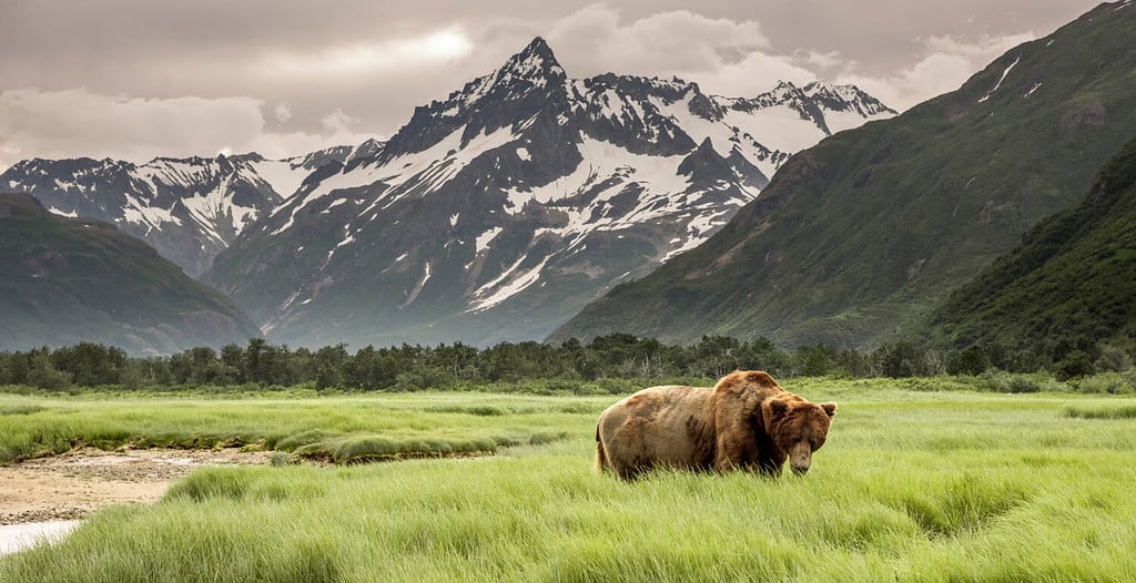 Grizzly Bear of Shores of Alaska.