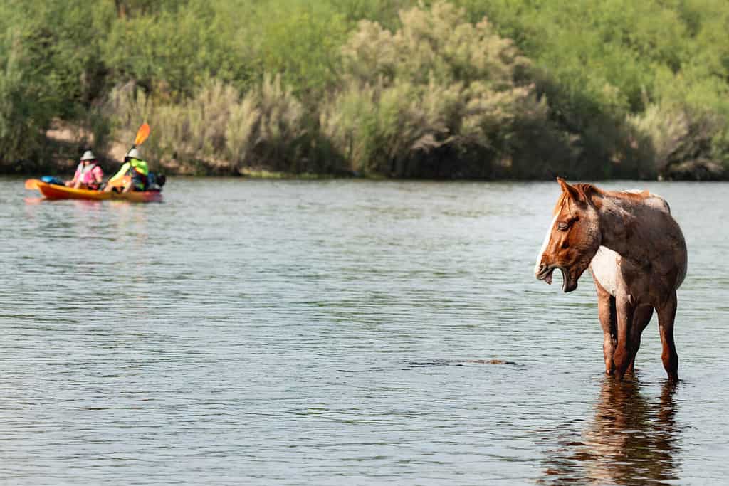 Gorgeous Roan Wild Stallion Yawns While Standing In The Salt River Of the Tonto National Forest In Arizona. Kayakers View While Floating Pass In The River