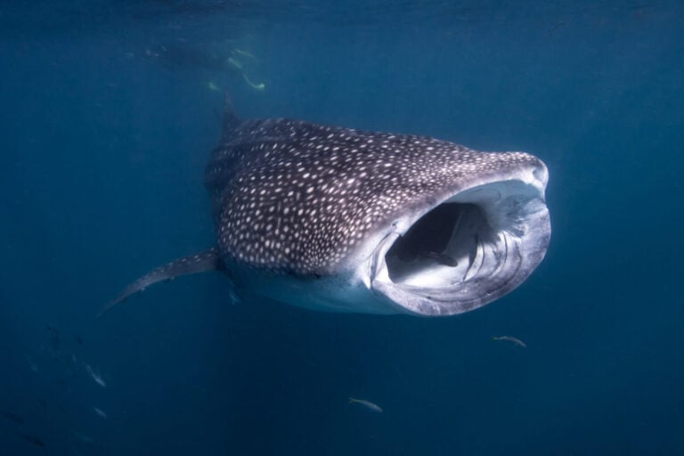 Whale Shark Feeding in Western Australia