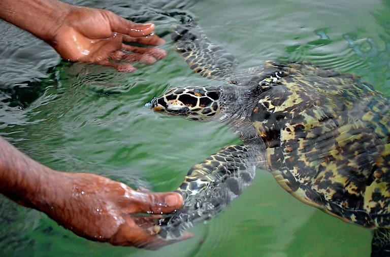 The rescued tortoise holds its flippers with human hands . Sea Turtles Conservation Research Project in Bentota, Sri Lanka. saving animals, trusting people