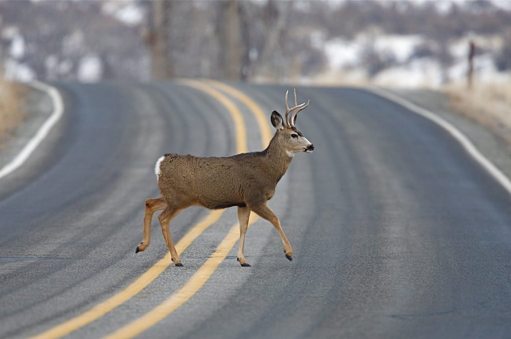 Buck Deer walks across highway on a blind curve, an "accident waiting to happen", Twisp, Washington; auto / car accident