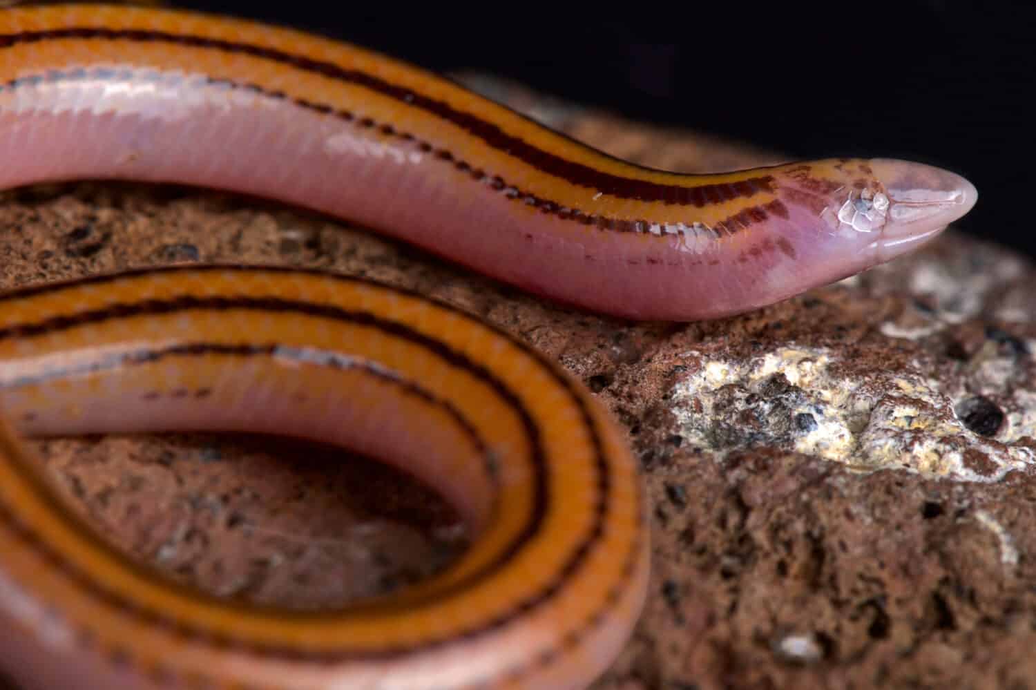 The Striped Legless Skink (Acontias lineatus) is a fossorial lizard species found across Southern Africa.