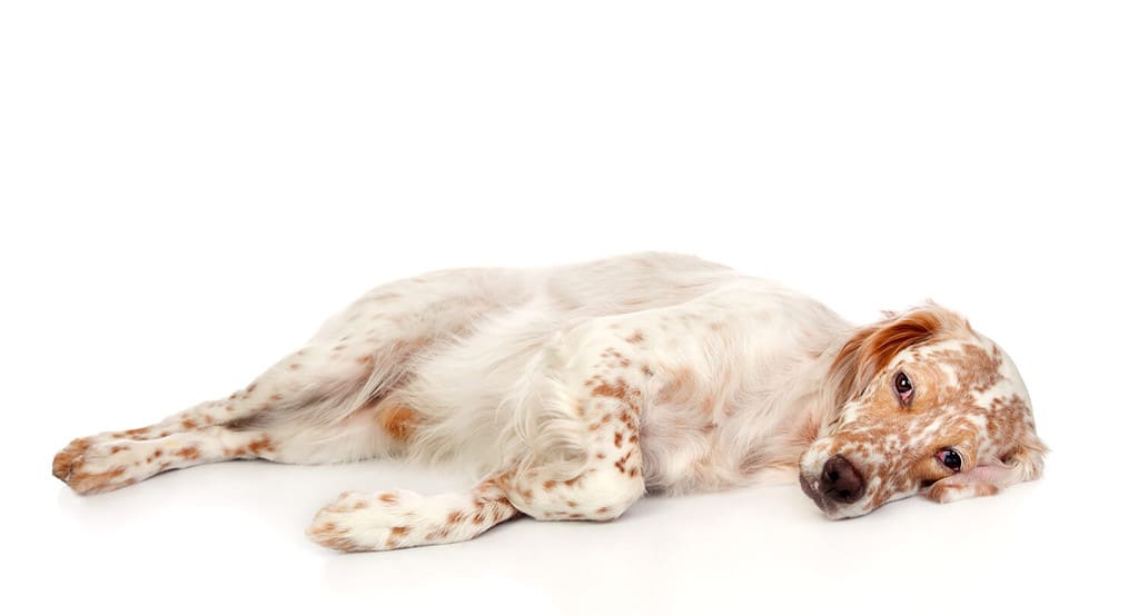 Beautiful English setter with brown spots isolated on white background