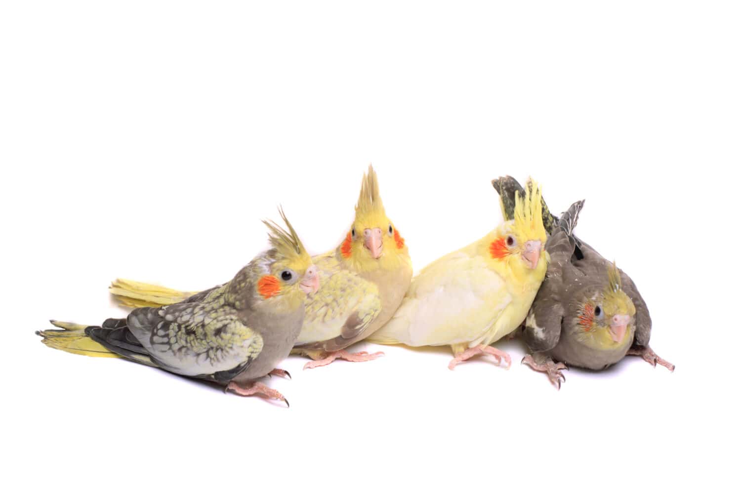 Four cockatiel babies