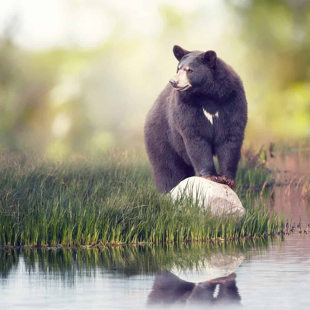 Black Bear on a rock near water