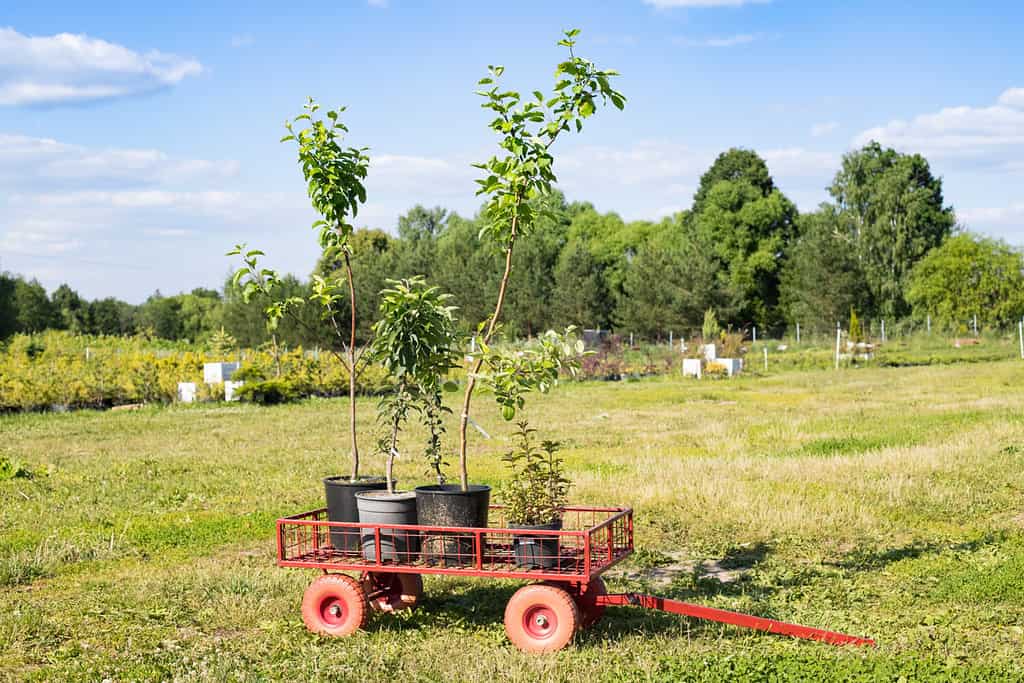 Seedling Plants Apple Tree And Mentha Plant In Pots In Iron Garden Trolley In Garden Nursery Plants In Sunny Day In Summer.
