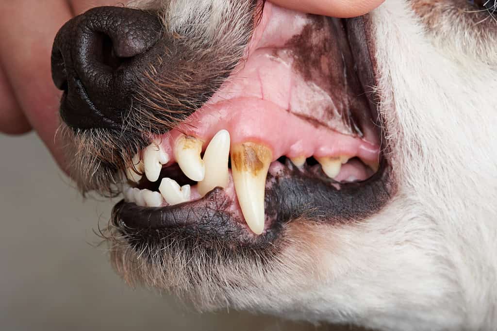 Care of dog teeth close-up. Macro of open dog mouth