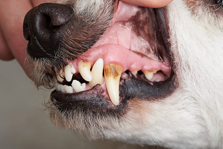 Care of dog teeth close-up. Macro of open dog mouth
