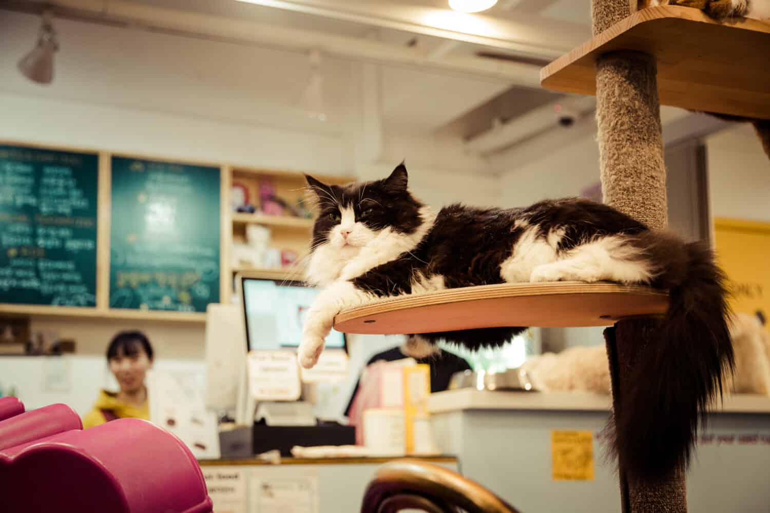 Black and white Cat lies at the cat cafe in Seoul, Korea