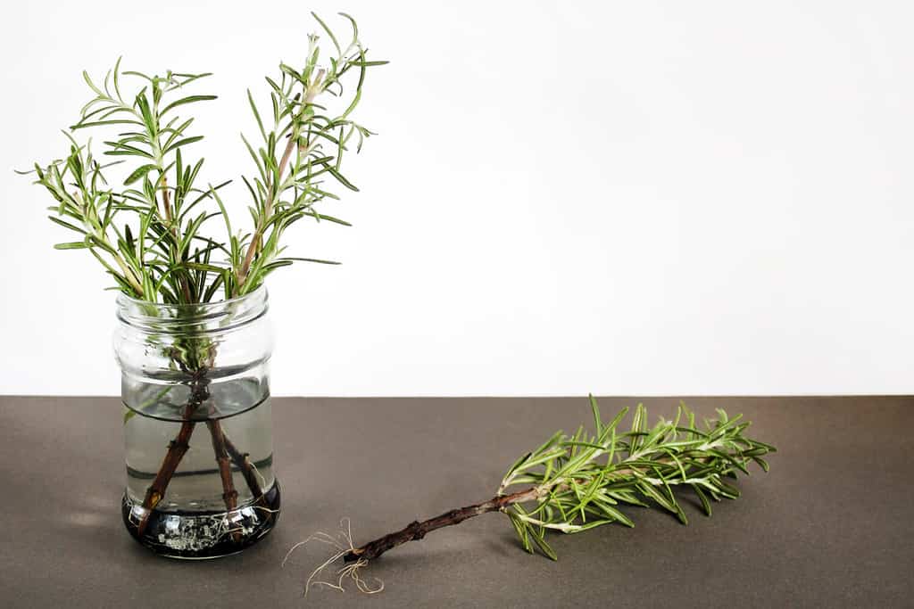 New rosemary plant with roots before potting on a gray and white background. Ready for planting