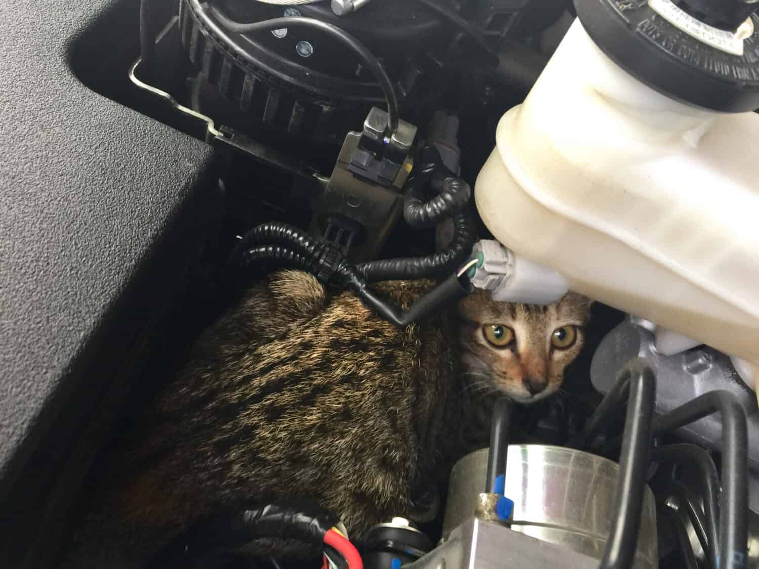 Family Discovers Their Missing Cat Stuck in Their Car's Grill AZ Animals