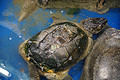 Turtle Shell Rot: Common Symptoms and Causes (Plus How to Treat It) - A ...