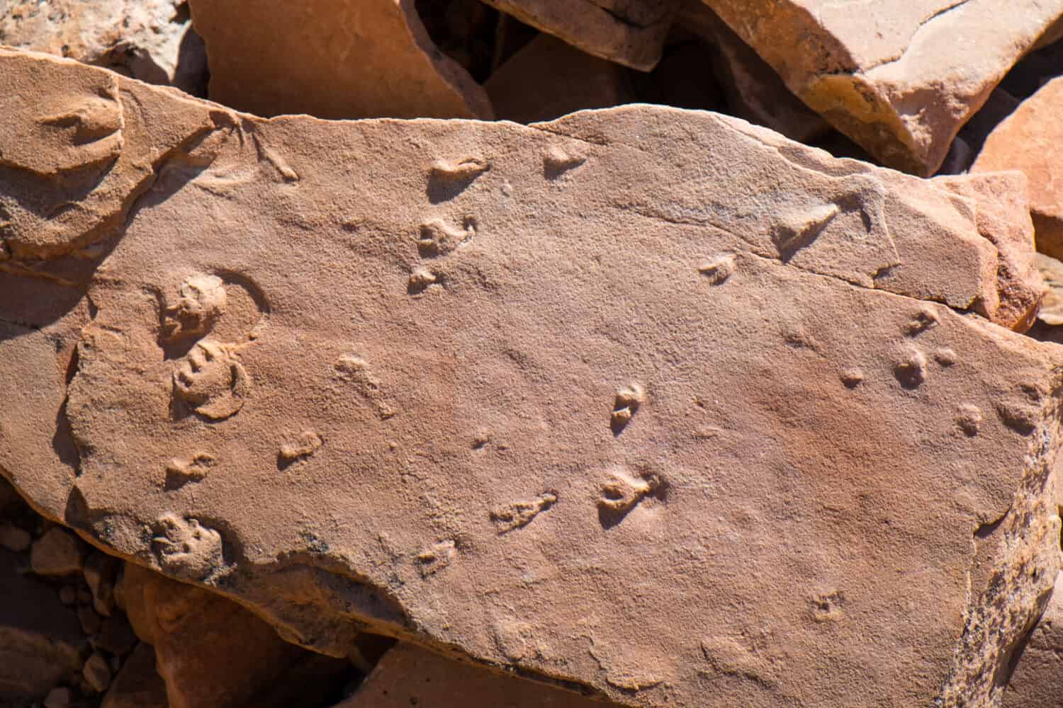 USA, Arizona, Coconino County, Grand Canyon National Park. Fossils preserved in rock along the top of the Hermit's Rest Trail in Hermit Basin.