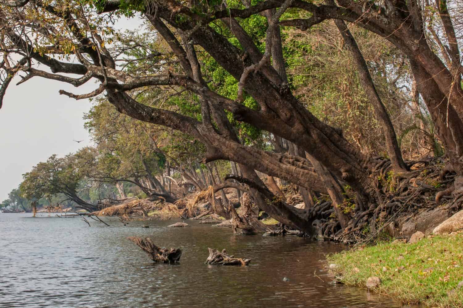Giant Jackal-berry trees with its roots exposed, on the river banks of the Chobe river, Botswana. Diospyros mespiliformis