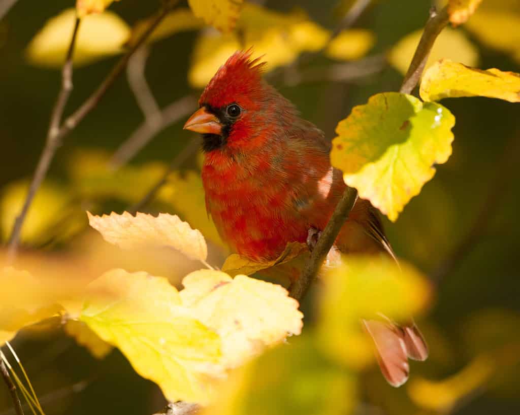 Northern Cardinal (Cardinalis cardinalis) perched in a Witch Hazel Shrub in Autumn - Ontario, Canada