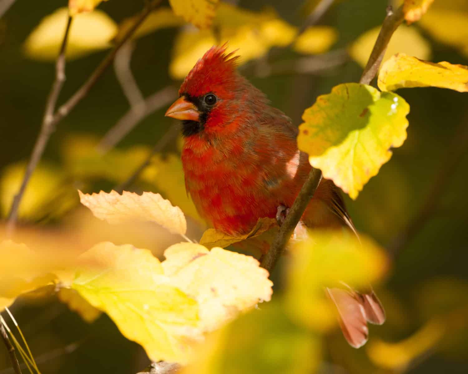 Northern Cardinal (Cardinalis cardinalis) perched in a Witch Hazel Shrub in Autumn - Ontario, Canada