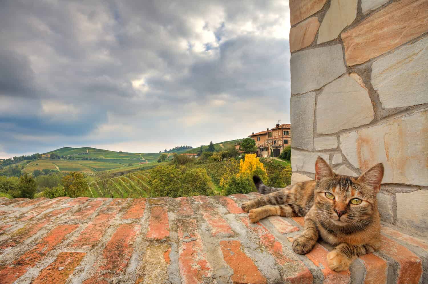 Resting cat on the brick wall and beautiful autumnal hills and vineyards of Piedmont, Northern Italy.
