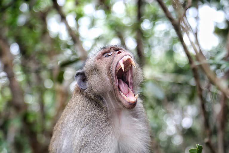 monkeys attack with their sharp canine teeth