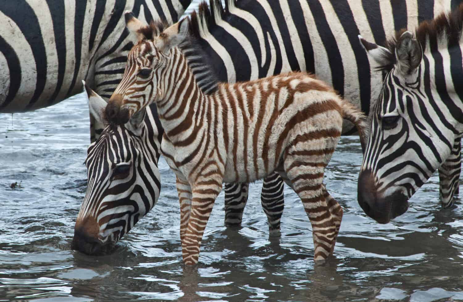 Baby at the Lake / A baby zebra walks in the water hole as his herd stands near by.
