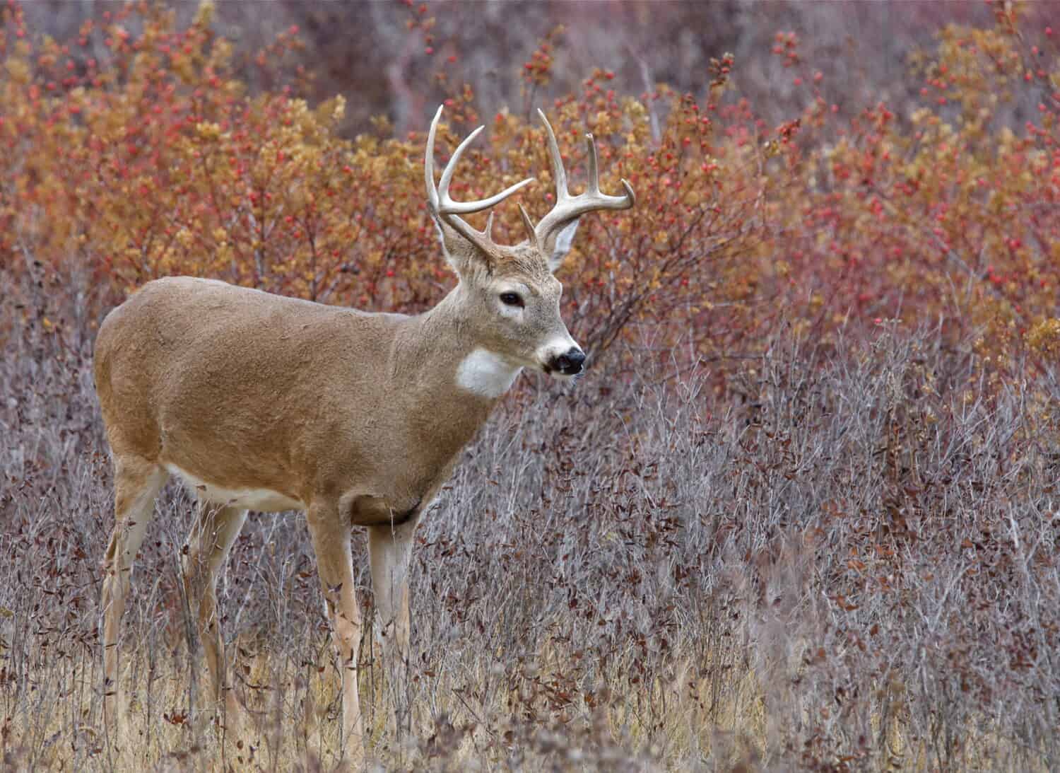 White Tail Buck Deer stag in autumn landscape, fall colors; midwest midwestern big game deer hunting season