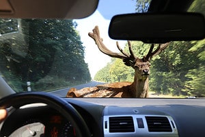 10 Things to Do if You Hit a Deer While Driving Picture