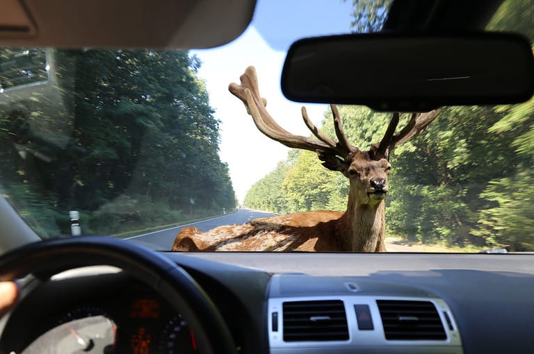 Be aware of deer crossing!