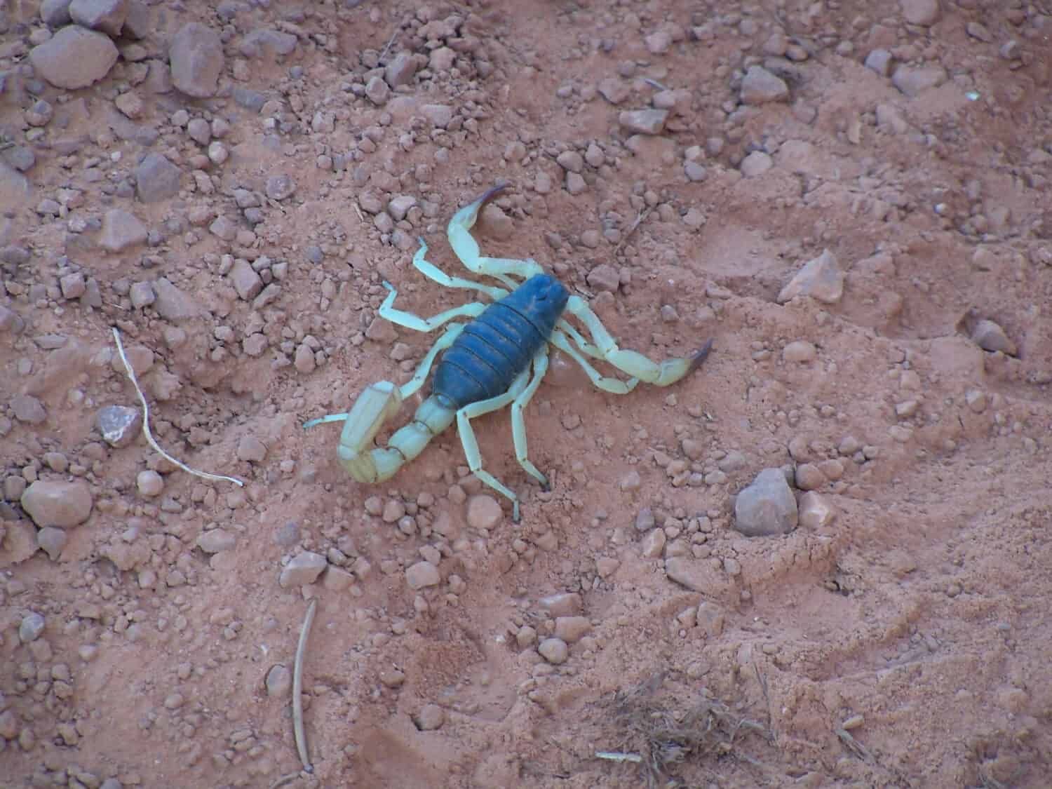 Scorpion in the Grand Canyon