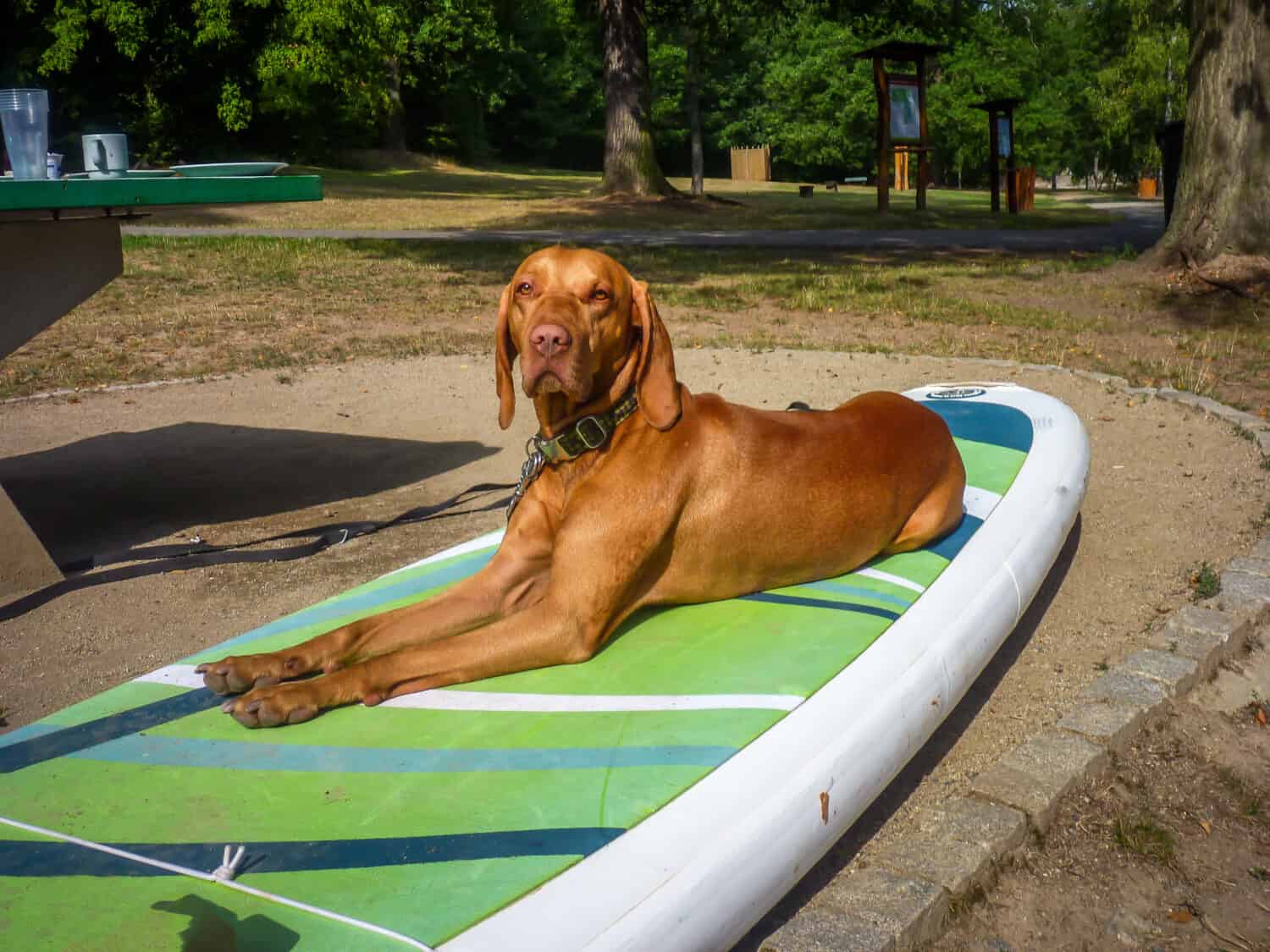 Brown dog lying on green paddleboard on the ground in the forest