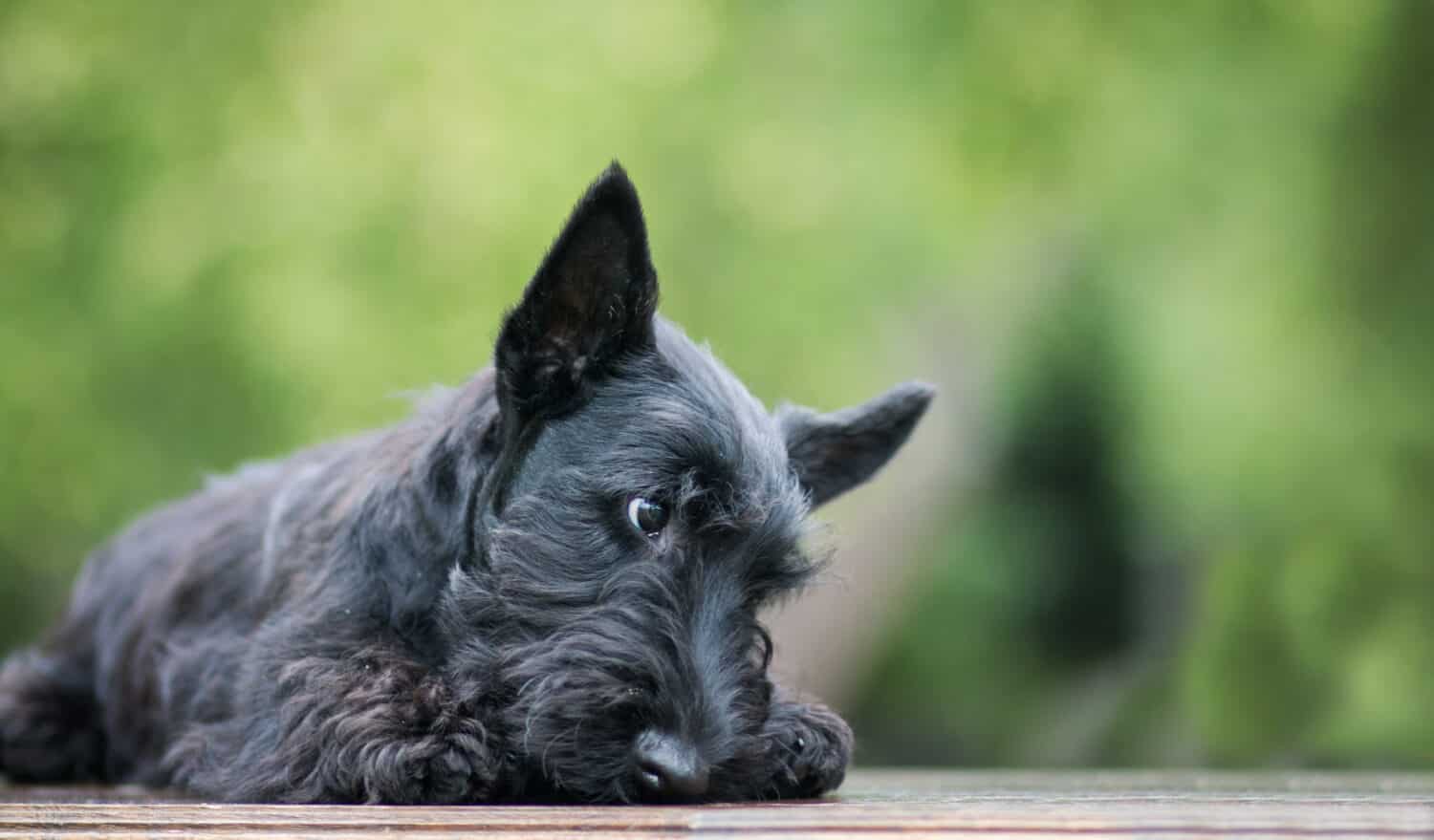Black scottish terrier puppy posing outside at summer. Young and cute terrier baby.