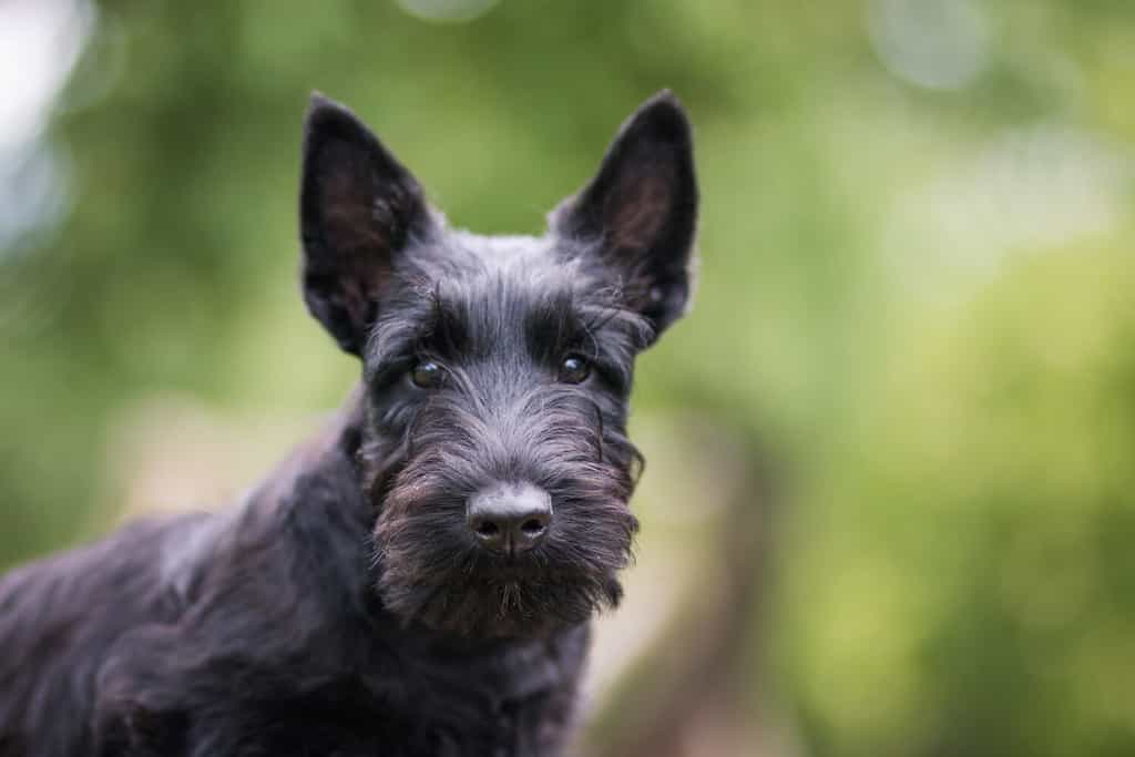 Black scottish terrier puppy posing outside at summer. Young and cute terrier baby.