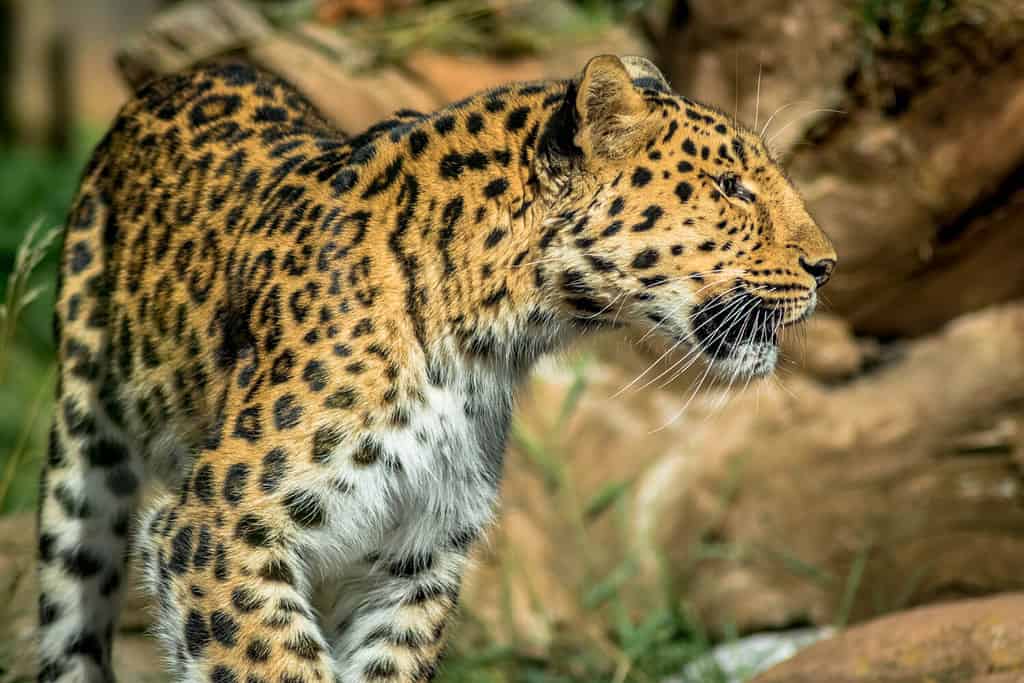 Leopard on the prowl at Colchester Zoo