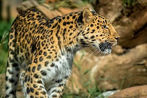 Watch This Brilliant Leopard Escape a Dangerous Pride of Lions Picture