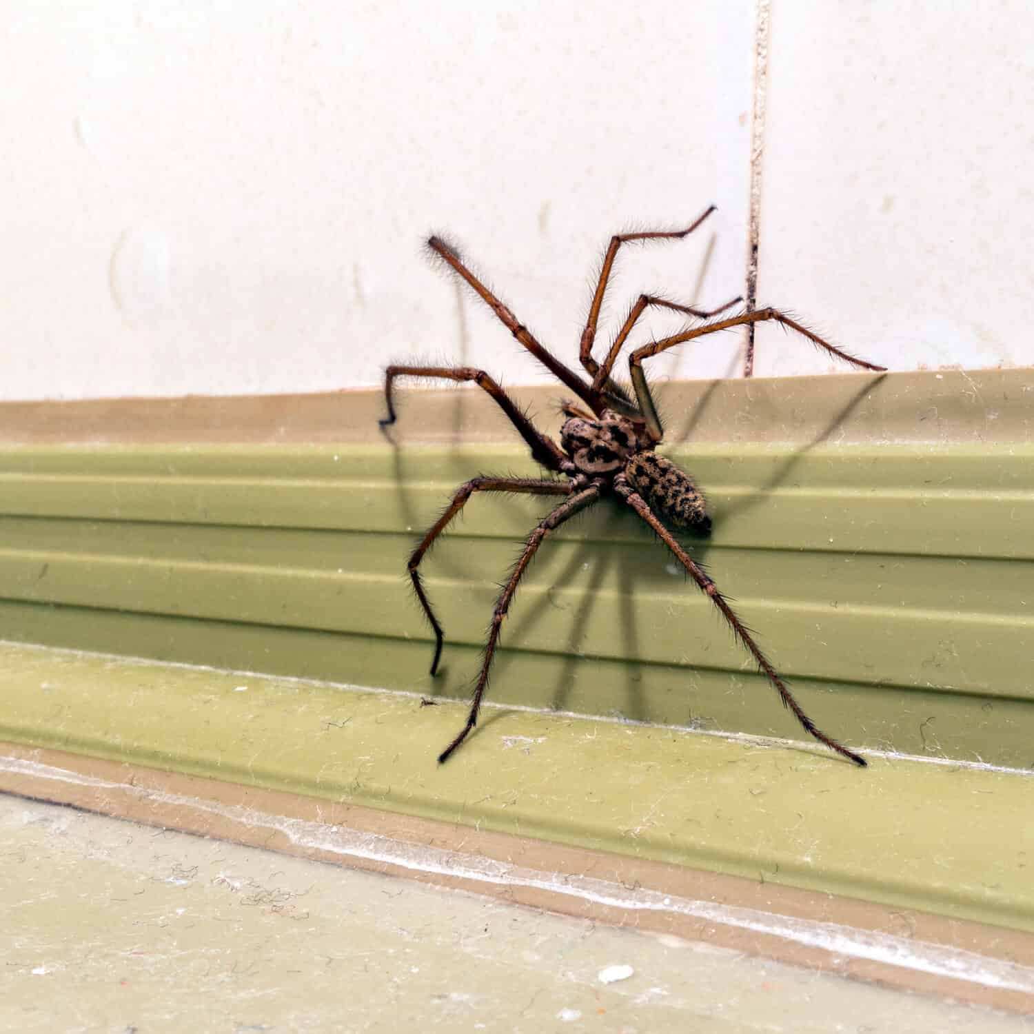 Giant House Spider.