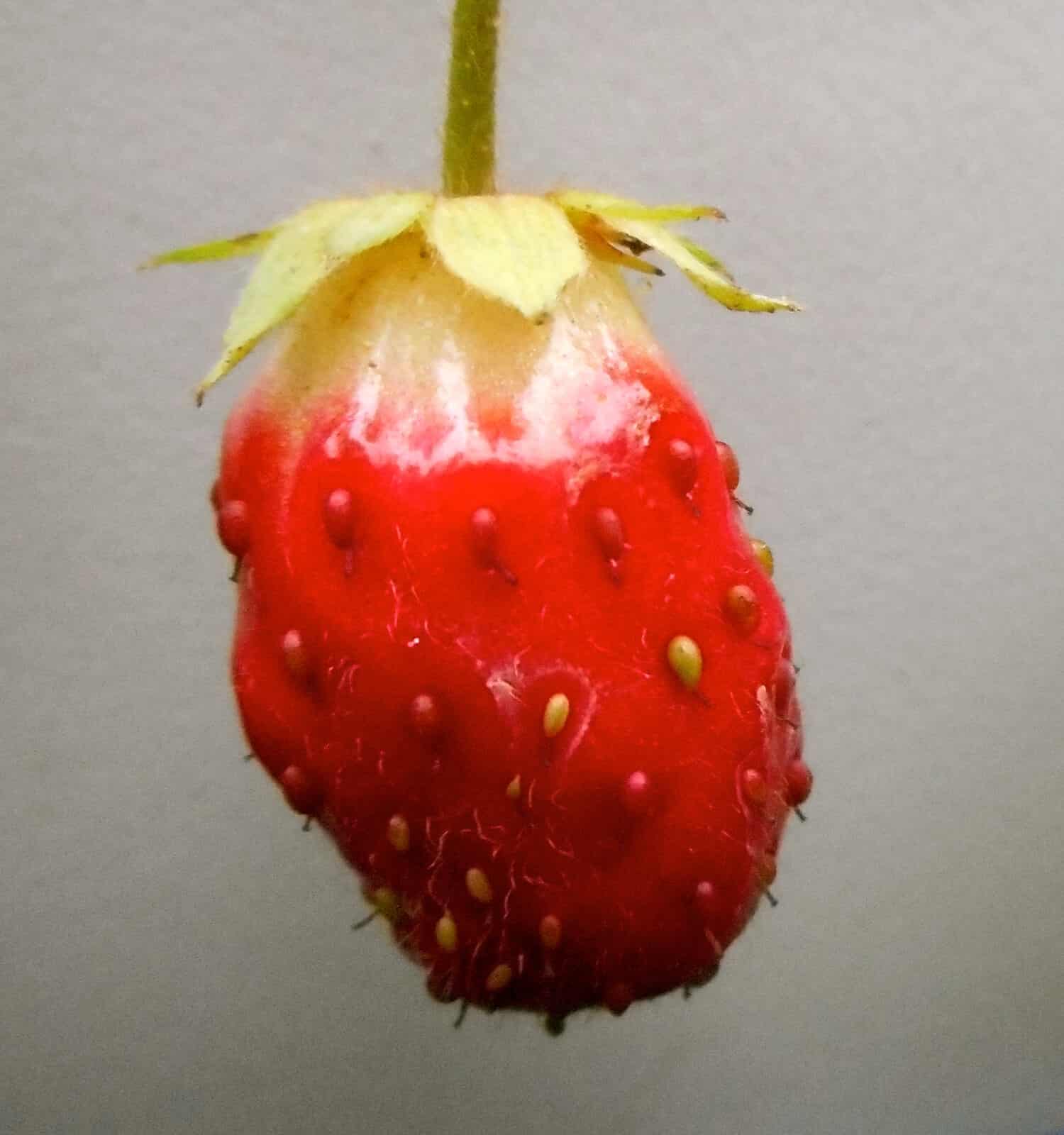 Quinault Strawberry Ripens: Not all strawberries have the same shape. This type has small, but very sweet fruit.