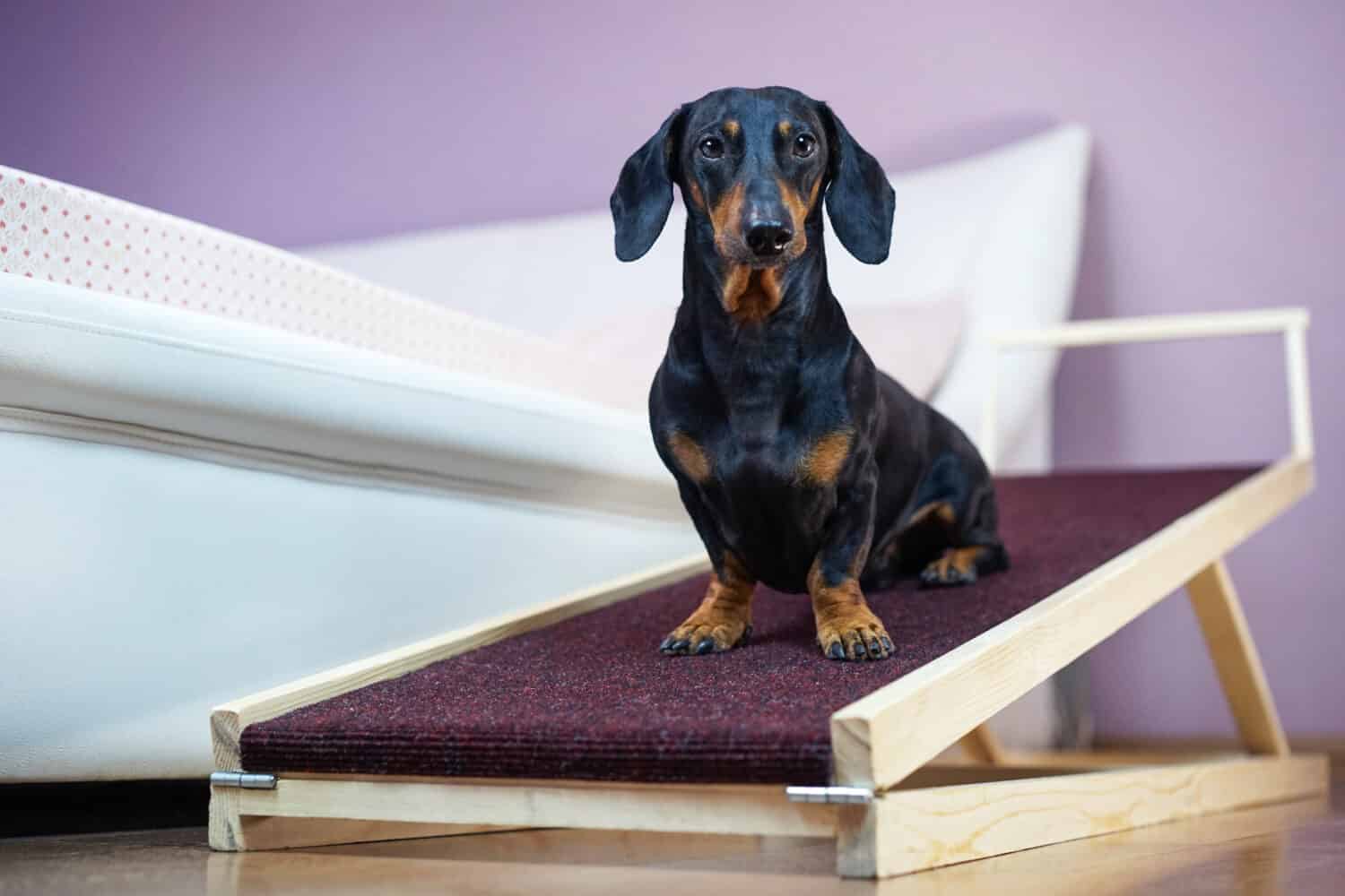 A dachshund dog, black and tan, sits on a home ramp. Safe of back health in a small dog.