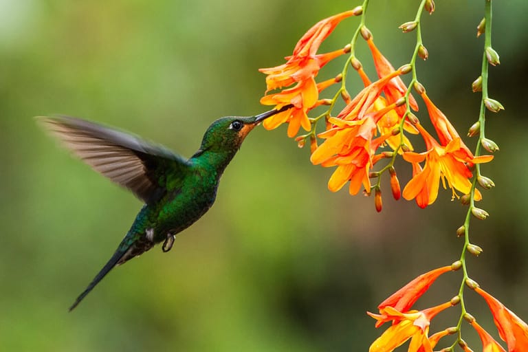 Green-crowned Brilliant, Heliodoxa jacula, hovering next to orange flower, bird from mountain tropical forest, Panama, beautiful hummingbird sucking nectar from blossom, wildlife scene, nature