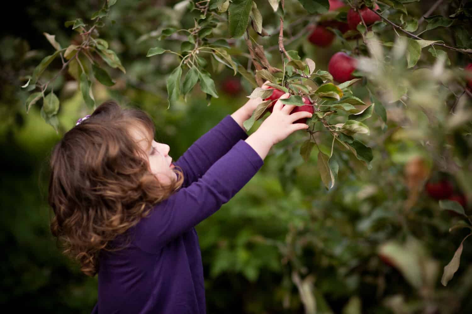 Little Girl Picking Apples in Orchard