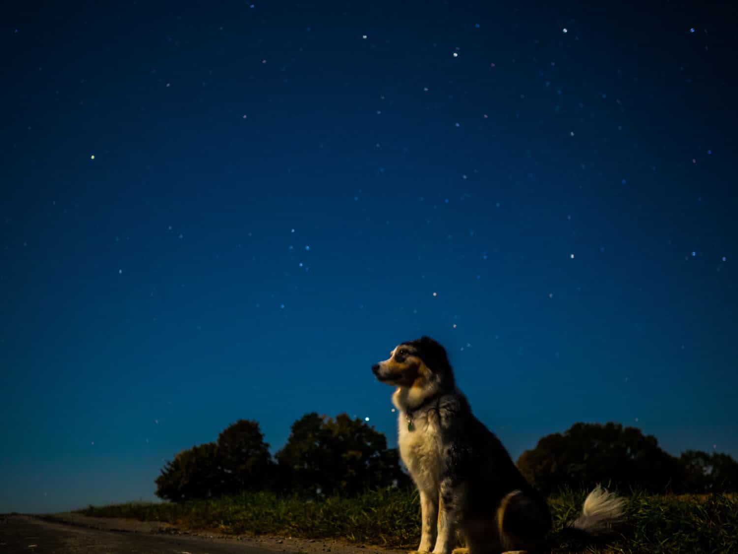 dog watching the clear sky at night