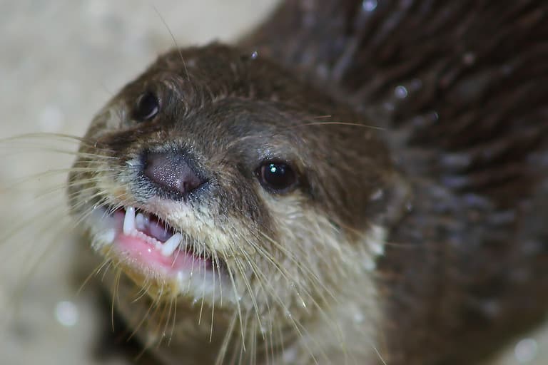 Otter